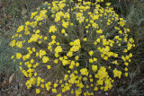 Perptua-das-areias // Curry Plant (Helichrysum stoechas)