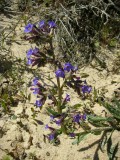 Buglossa-calcária (Anchusa calcarea)