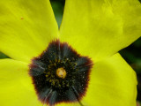 Alcar-do-Algarve // Tuberaria (Xolantha globulariifolia)