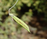 Chicharro-de-torres // Cicercha Purpurina (Lathyrus clymenum)