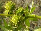 Frutos de Rcino ou Carrapateiro // Castorbean: fruits (Ricinus communis)