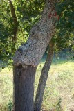 Tronco de Sobreiro // Cork Oak: trunk (Quercus suber)