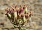 Erva-saboeira ou Saponria // Soapwort (Saponaria officinalis)