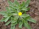 Calndula // Field Marigold (Calendula arvensis)