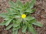 Calêndula // Field Marigold (Calendula arvensis)