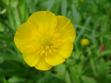 Campaínhas-de-ouro // Creeping Buttercup (Ranunculus repens)