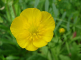 Campanhas-de-ouro // Creeping Buttercup (Ranunculus repens)