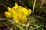 Erva-coelheira // Big Trefoil (Lotus pedunculatus)