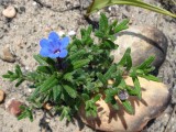 Erva-das-sete-sangrias (Lithodora prostrata)