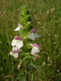 Flor-de-ouro // Mediterranean Lineseed (Bellardia trixago)