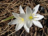 Leite-de-galinha (Ornithogalum broteroi)