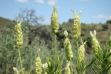 Rosmaninho-verde // Green Lavender (Lavandula viridis)