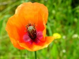 Papoila // Corn Poppy (Papaver rhoeas)