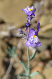 Esporão ou Linária-de-cor-de-ametista // Toadflax (Linaria amethystea)