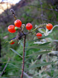 Frutos do Trovisco // Flax-leaved Daphne (Daphne gnidium)