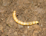 Larva de Escaravelho // Soldier Beetle larvae (Tenebrionidae)