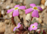 Goivo-da-praia // Silver Sea Stock (Malcolmia littorea)