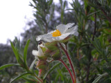 Sargaço // Montpelier Cistus (Cistus monspeliensis)