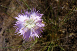 Cravinho-bravo (Dianthus hinoxianus)