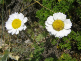 Malmequer-das-praias (Anthemis maritima)