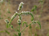 Poejo - Que cheirinho! // Pennyroyal (Mentha pulegium)