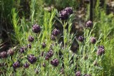 Rosmaninho-maior // French Lavender (Lavandula stoechas)