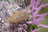 Escaravelho // Mycterid Beetle (Mycterus curculioides)