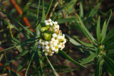 Flores do Trovisco // Flax-leaved Daphne (Daphne gnidium)