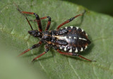 Percevejo // Assassin Bug (Rhynocoris erythropus)