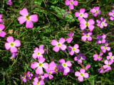 Goivo-da-praia // Silver Sea Stock (Malcolmia littorea)