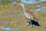 Maarico-galego // Whimbrel (Numenius phaeopus subsp. phaeopus)