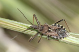 Percevejo // Assassin Bug (Rhynocoris erythropus)