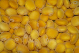 Tremoços // Lupin (Lupinus luteus)