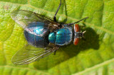 Mosca da famlia Calliphoridae // Blow Fly (Lucilia sp.)