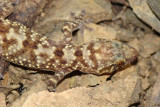 Osga-turca // Mediterranean House Gecko (Hemidactylus turcicus), juvenile