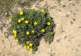Pampilho-marítimo // Mediterranean Beach Daisy (Asteriscus maritimus)