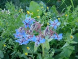 Borragem // Borage (Borago officinalis)