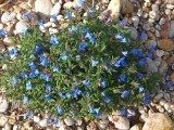 Erva-das-sete-sangrias (Lithodora prostrata)