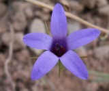 Campanhas // Bellflower (Campanula lusitanica subsp. lusitanica)