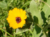 Calndula // Field Marigold (Calendula arvensis)