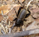 Grilo // Two-spotted Cricket (Gryllus bimaculatus), male