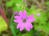 Bico-de-pomba-menor // Dovefoot Geranium (Geranium molle)