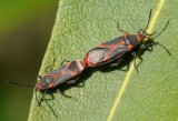 Percevejos acasalando // Bugs mating (Caenocoris nerii)