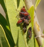 Percevejos // Bugs (Caenocoris nerii)