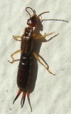 Bicha-cadela ou Tesourinha // European Earwig (Forficula auricularia), female