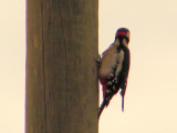 Pica-pau-malhado // Great Spotted Woodpecker (Dendrocopos major)