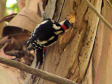 Pica-pau-malhado // Great Spotted Woodpecker (Dendrocopos major)