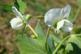 Flor da Ervilheira // Pea Flower (Pisum sativum)