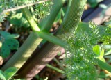 Cicuta; Cegude; Ansarinha-malhada // Poison Hemlock (Conium maculatum)