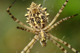 Aranha da famlia Araneidae // Lobed Argiope (Argiope lobata), female